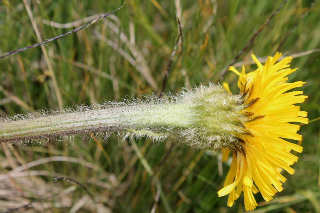 Hypochaeris uniflora / Costolina alpina